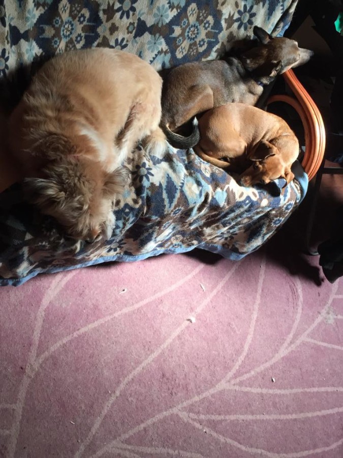 La foto di sosiraule