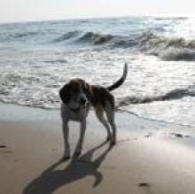 Bamboo Beagle