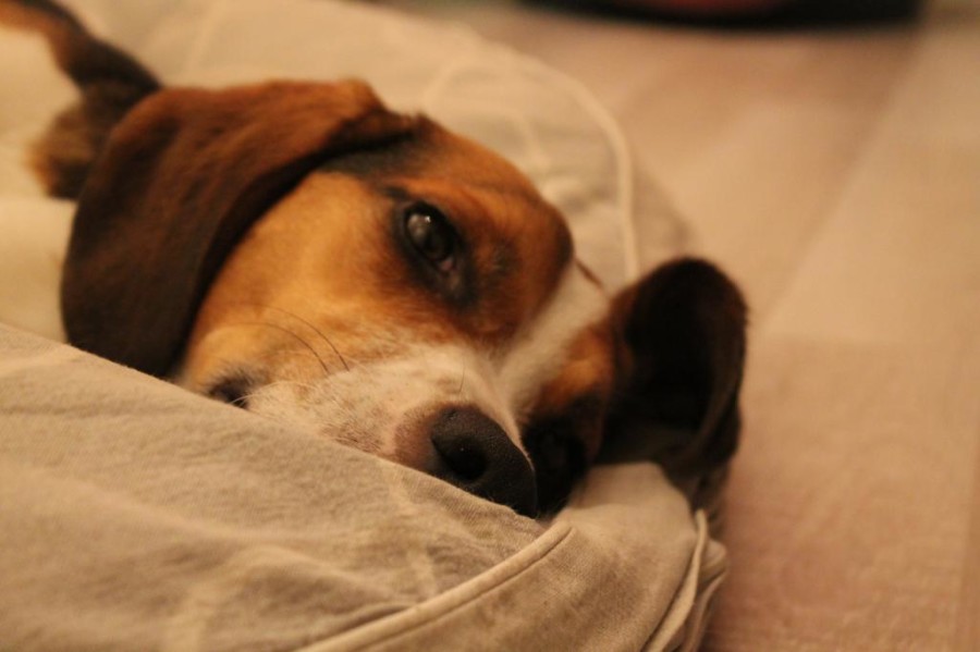 La foto di Bamboo Beagle