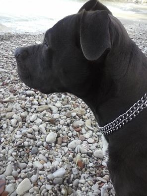 La foto di StrayGators90