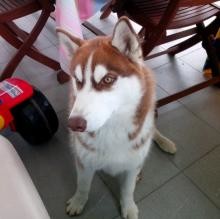 Koda Benvenuto