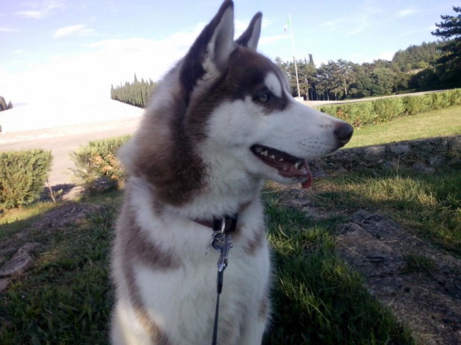 La foto di Koda Benvenuto