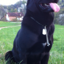 Bruno Rozzino