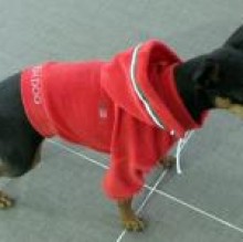 RICHDOG Petscreation