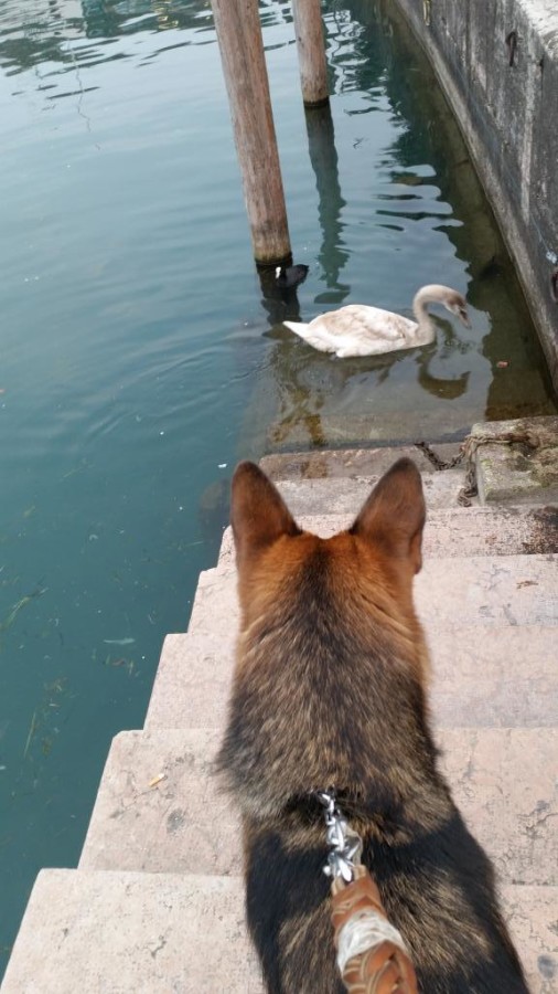 La foto di Renji