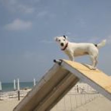 SCOOBYDOOBEACH