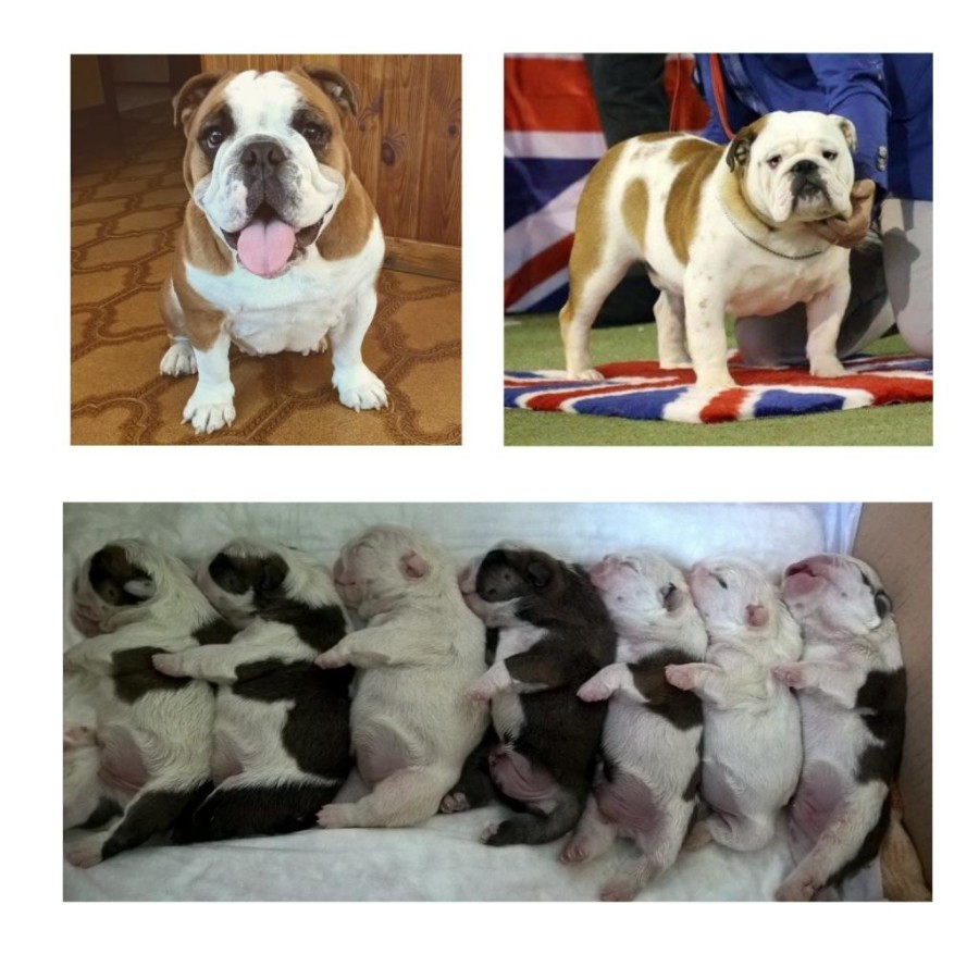 La foto di GingerAle Viti