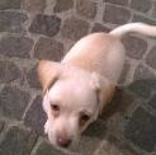 Simba Zagarella