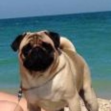 Animallearn420