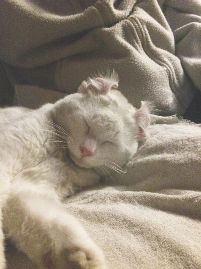 La foto di Cocco