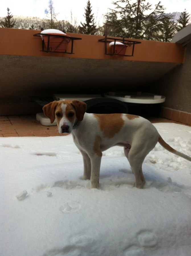 La foto di MiloPointer