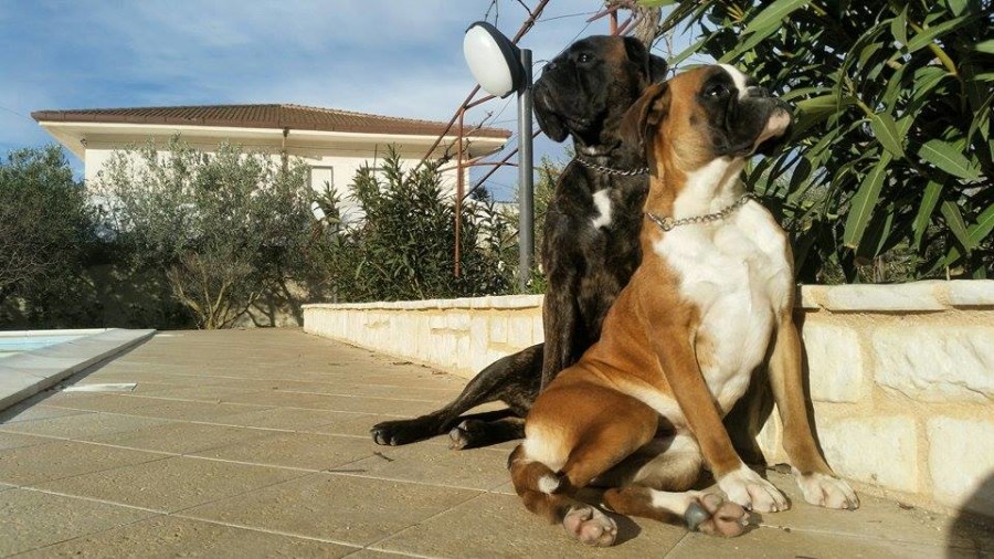 La foto di Irisdelrolanus Cavaleri