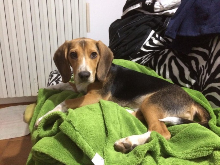 La foto di Riko Colombo