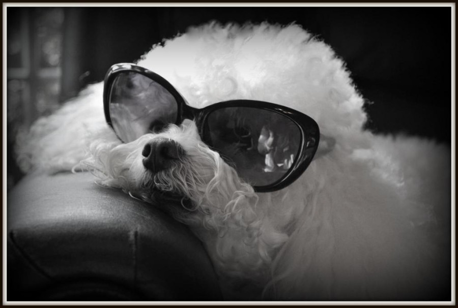 La foto di silvie goldstein