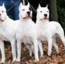 Dogodelbiancomanto Mangia