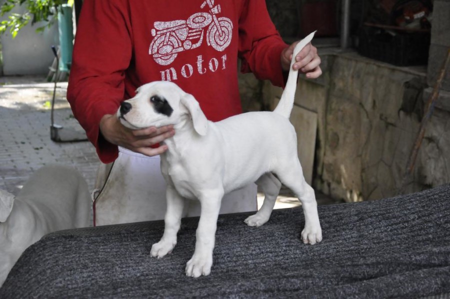 La foto di Dogodelbiancomanto Mangia