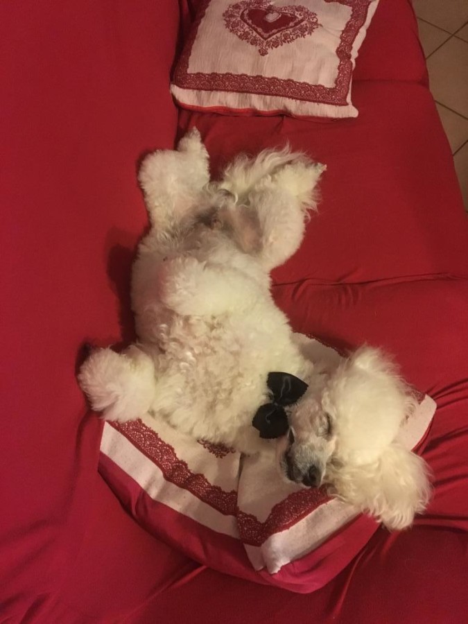 La foto di Stewie