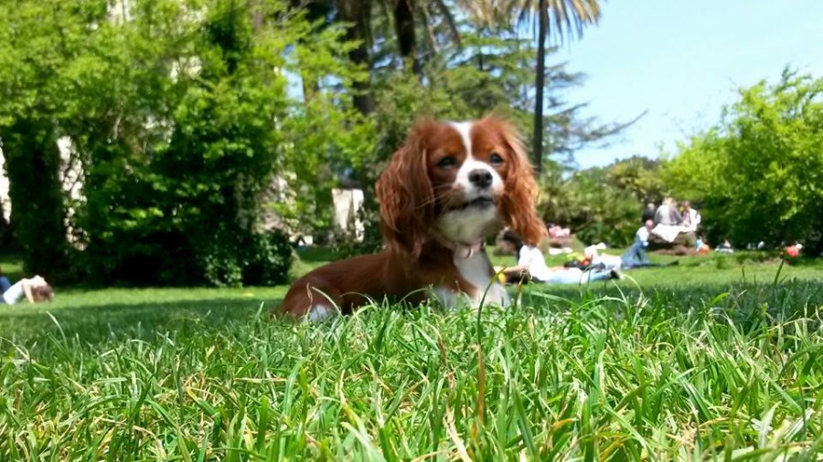La foto di carlottacavalierking