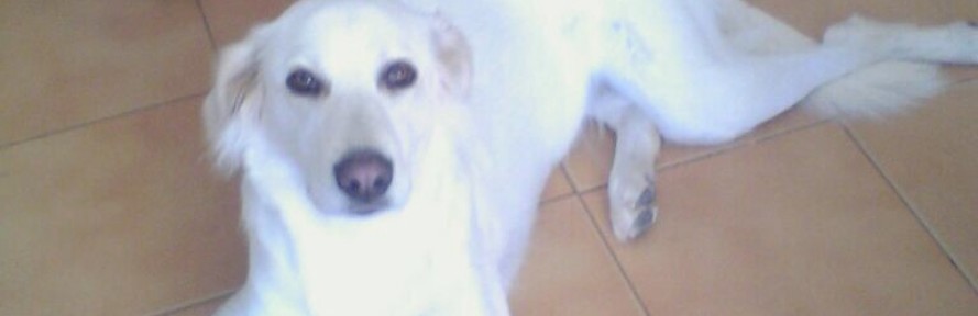Cover di Ginger Pulimeni