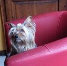 Avatar de Milly Oliveri