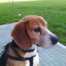 Avatar de Pluto Sarigu