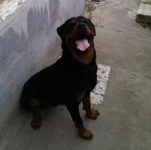 Ayco damico's avatar