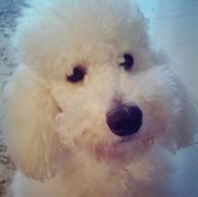 Avatar de CharlieThePoodle