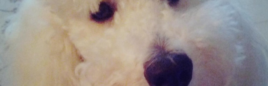 CharlieThePoodle's cover
