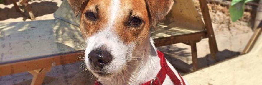 Cover di Trilly JackRussell
