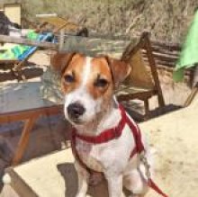 Immagine del profilo di Trilly JackRussell