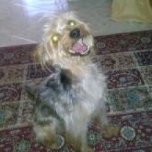 briciolozzo's Avatar