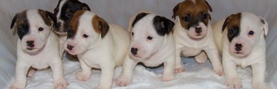 Era JRT's cover