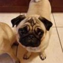 Pulce's Avatar