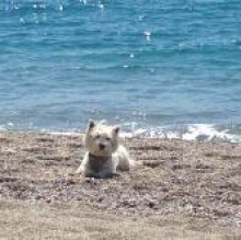 Immagine del profilo di Bullo Camanzi