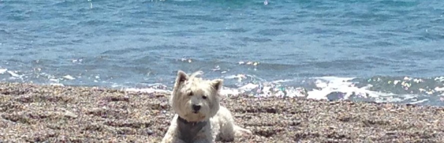 Cover di Bullo Camanzi