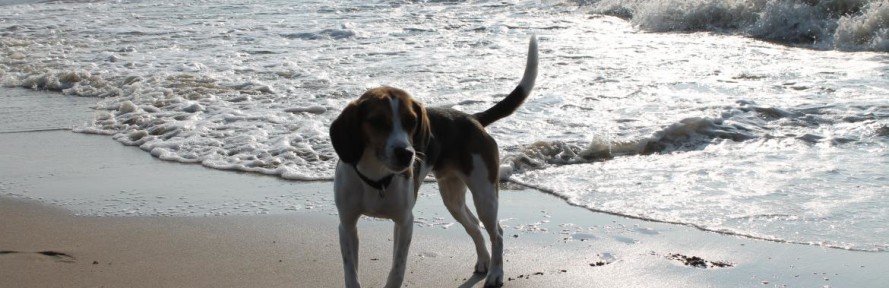 Cover di Bamboo Beagle