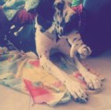Avatar de TeddyBear Ilardi