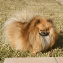 Camillapom's Avatar
