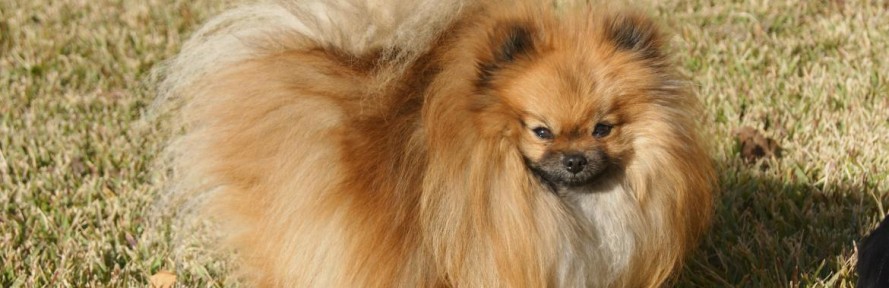 Camillapom's cover