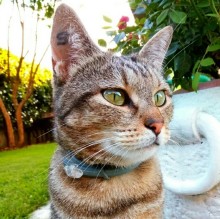 Immagine del profilo di Isabella