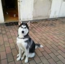 nanuk remedi's Avatar