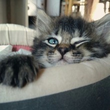 Avatar de Sandra Zingaretti