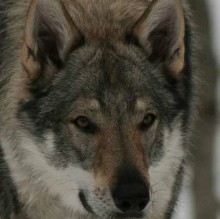 Immagine del profilo di Elzbieta Lukasik