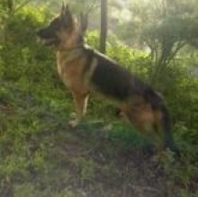 Buddy's Avatar