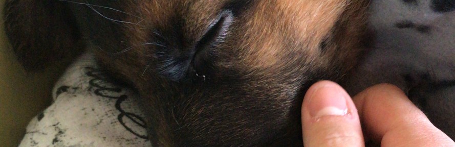 Mattia Benedetto's couverture