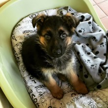 Mattia Benedetto's avatar