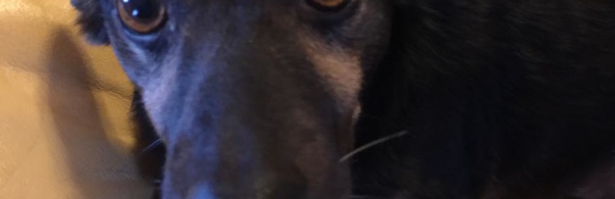 Niko Polizzi's cover