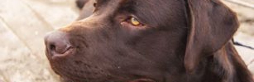Cover di Tango labrador