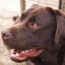 Immagine del profilo di Tango labrador