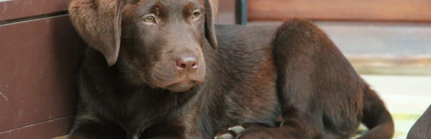 Claudio Palchetti's cover